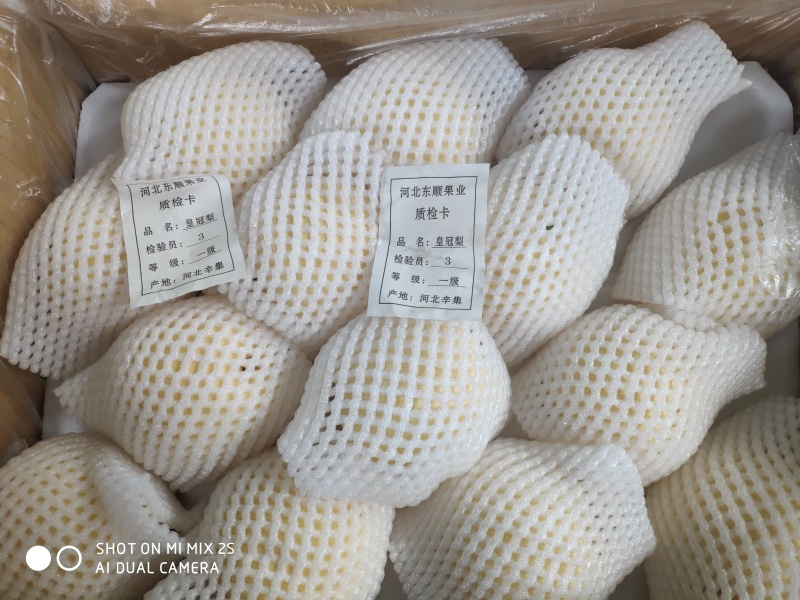 去年的皇冠梨，鸭梨，雪梨，大量出售
