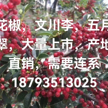 汉源花椒，文川李，桃花李，大量上市。产地直销，