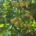 汉源花椒，文川李，桃花李，大量上市。产地直销，