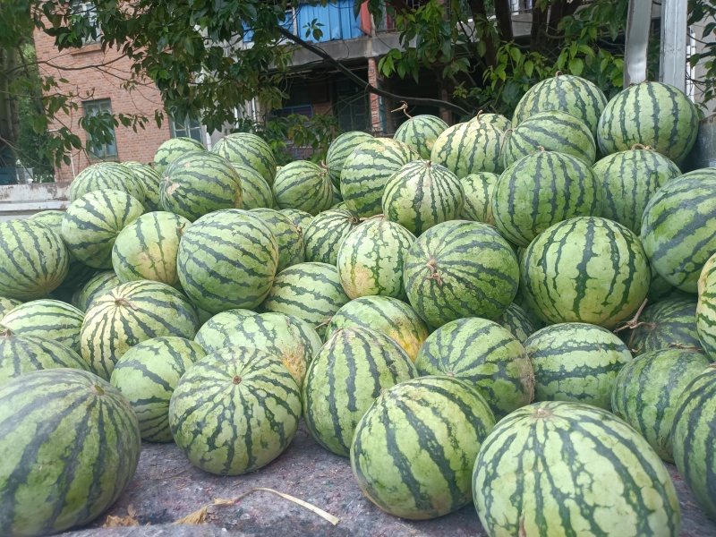 美都西瓜