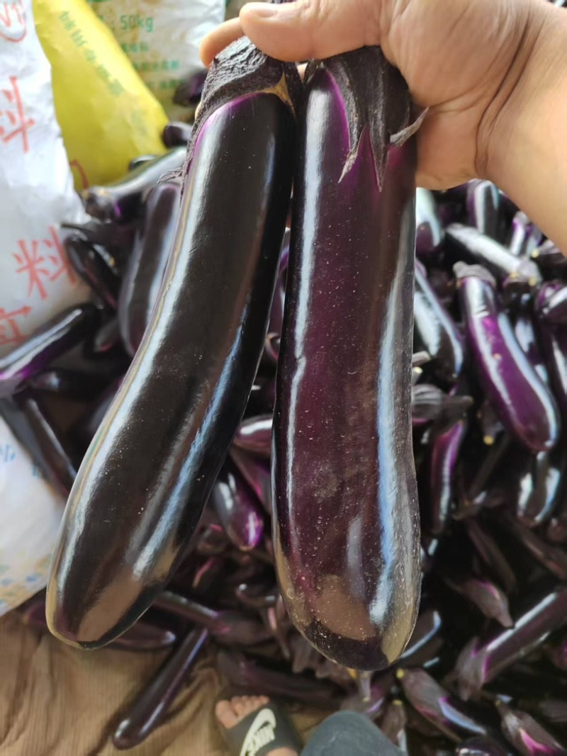 贵州茄子烧烤茄新鲜采摘大量直供价格美丽