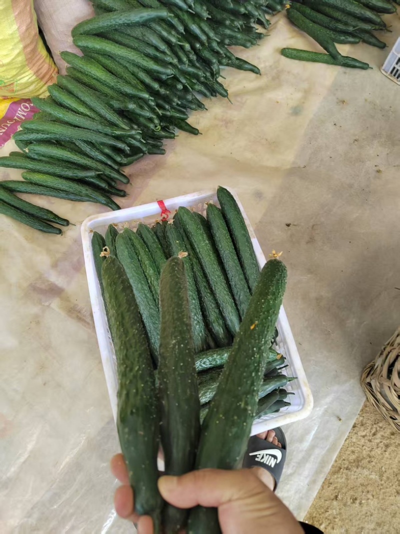 贵州带刺青瓜产地直发，价格美丽对接电商