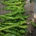 螺丝椒大量有货