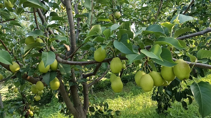 自家种的红香酥梨，无农药，汁多味甜，未开园，欢迎采购