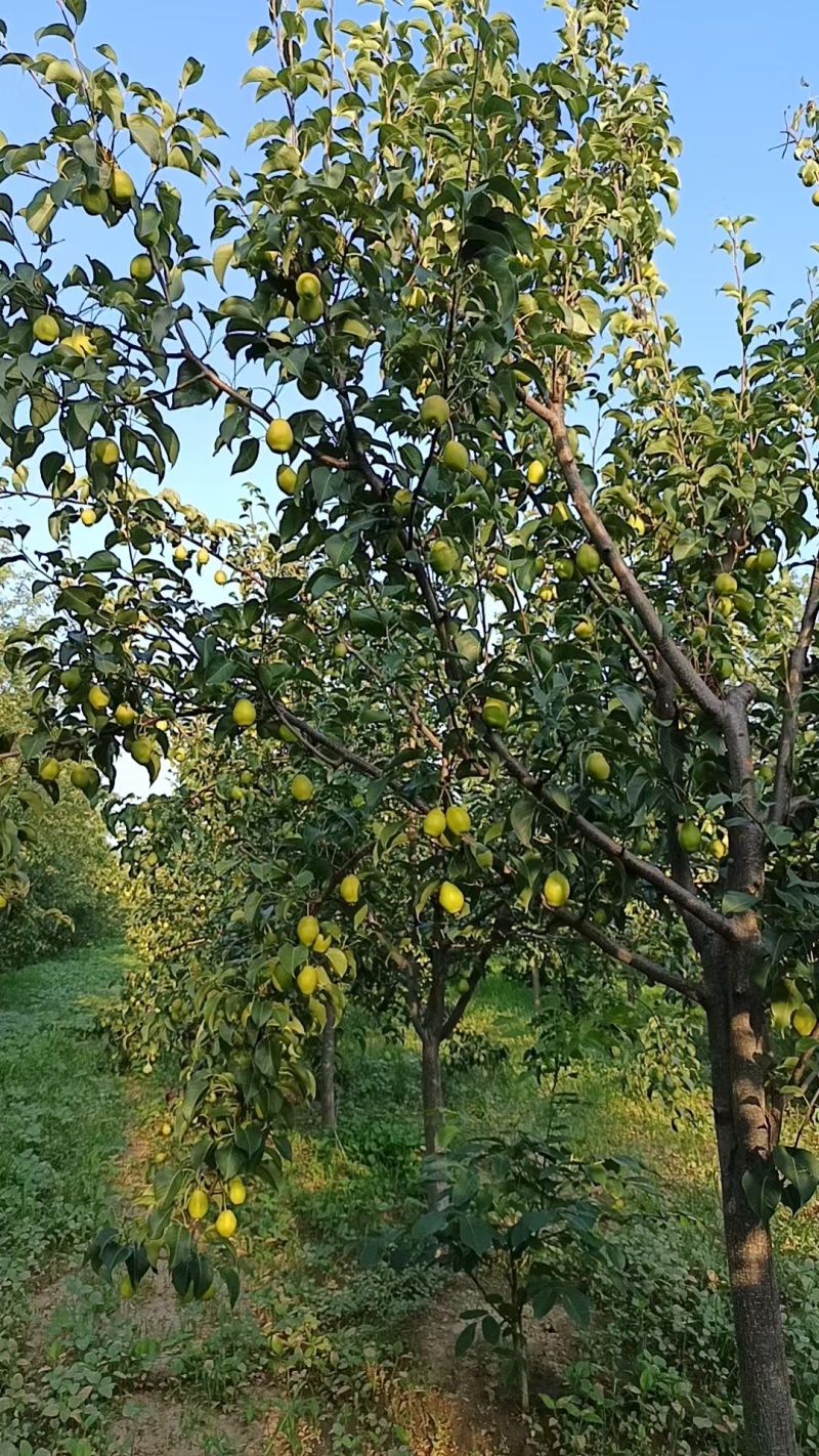 自家种的红香酥梨，无农药，汁多味甜，未开园，欢迎采购