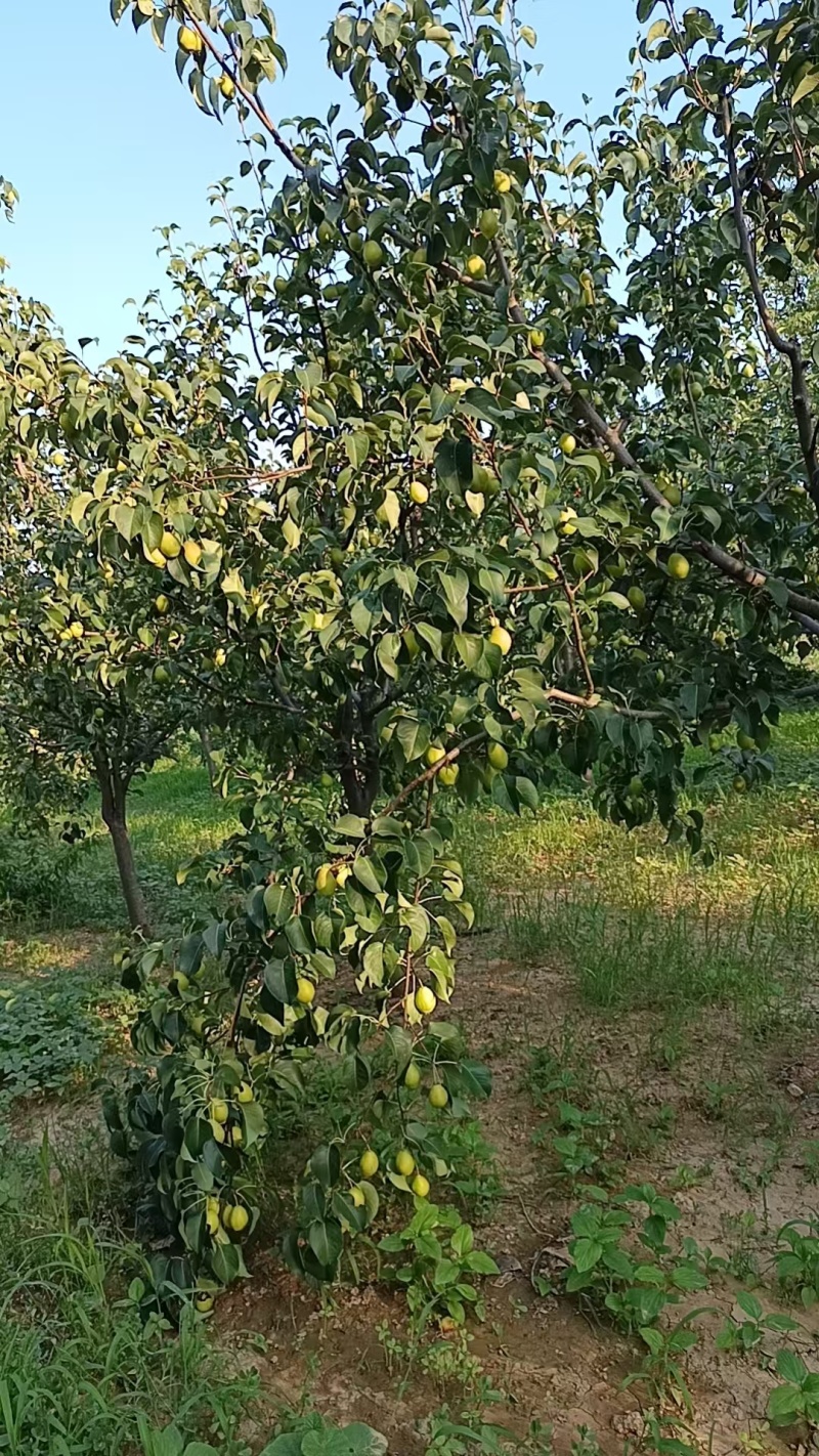 自家种的红香酥梨，无农药，汁多味甜，未开园，欢迎采购