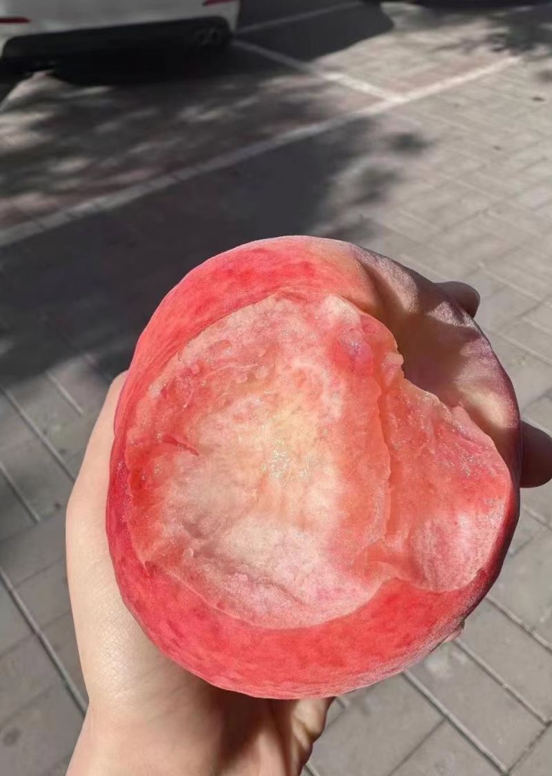 肥城桃玉妃