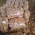 湖北紫薯、龙九大量接后天单、电商、市场、加工厂等、紫薯