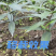 颠黄精中红花种苗一手货源诚信合作量大从优欢迎来电