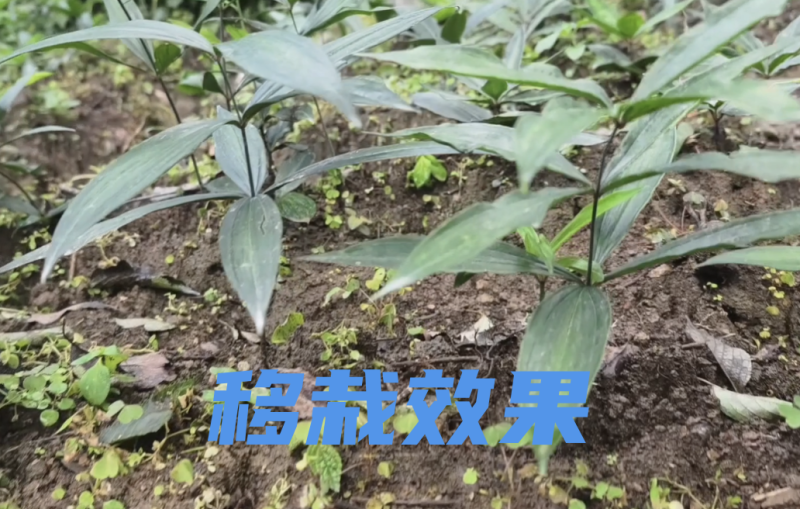 颠黄精中红花种苗一手货源诚信合作量大从优欢迎来电