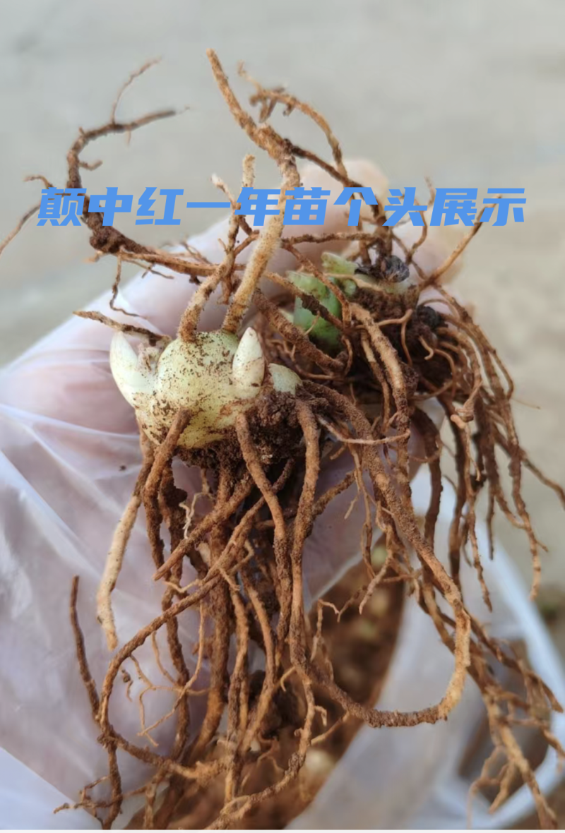 颠黄精中红花种苗一手货源诚信合作量大从优欢迎来电