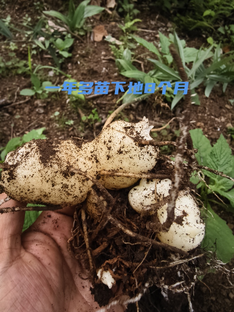颠黄精中红花种苗一手货源诚信合作量大从优欢迎来电