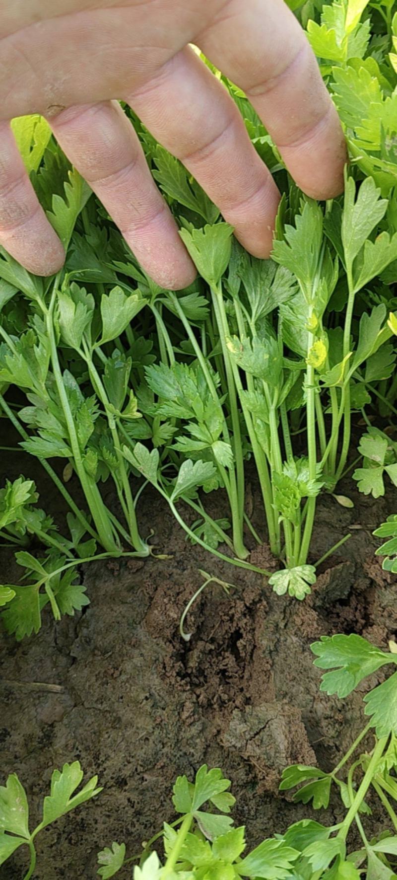 芹菜苗