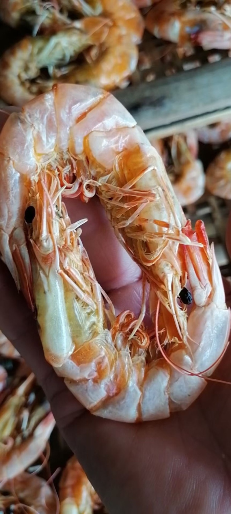 自家晒的虾！价格优惠！欢迎咨询