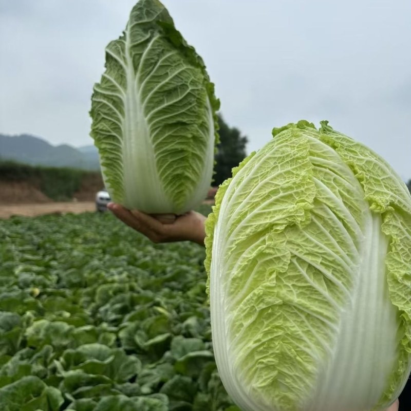 白菜，黄心白菜，市场货，电商货，食堂货，地头上车