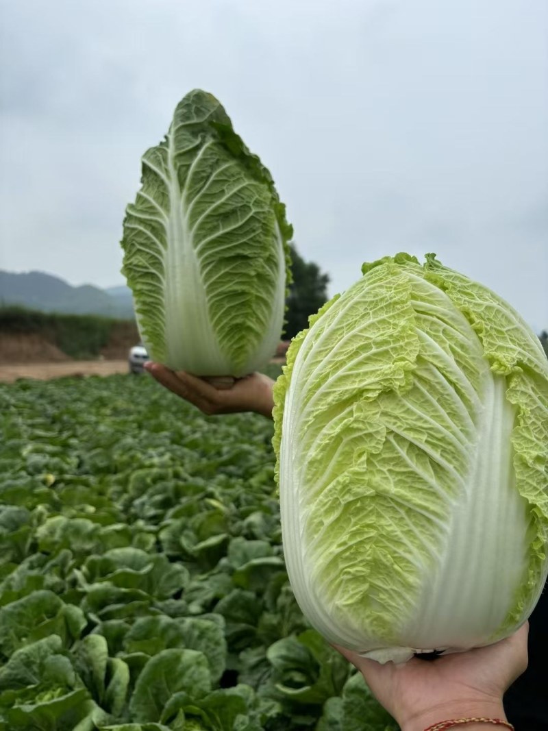 白菜，黄心白菜，市场货，电商货，食堂货，地头上车