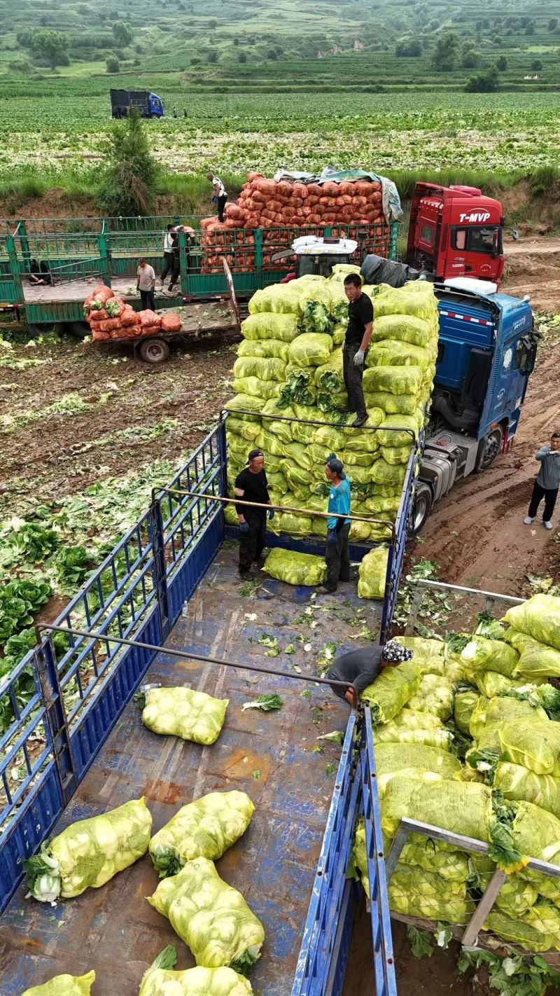 白菜，黄心白菜，市场货，电商货，食堂货，地头上车