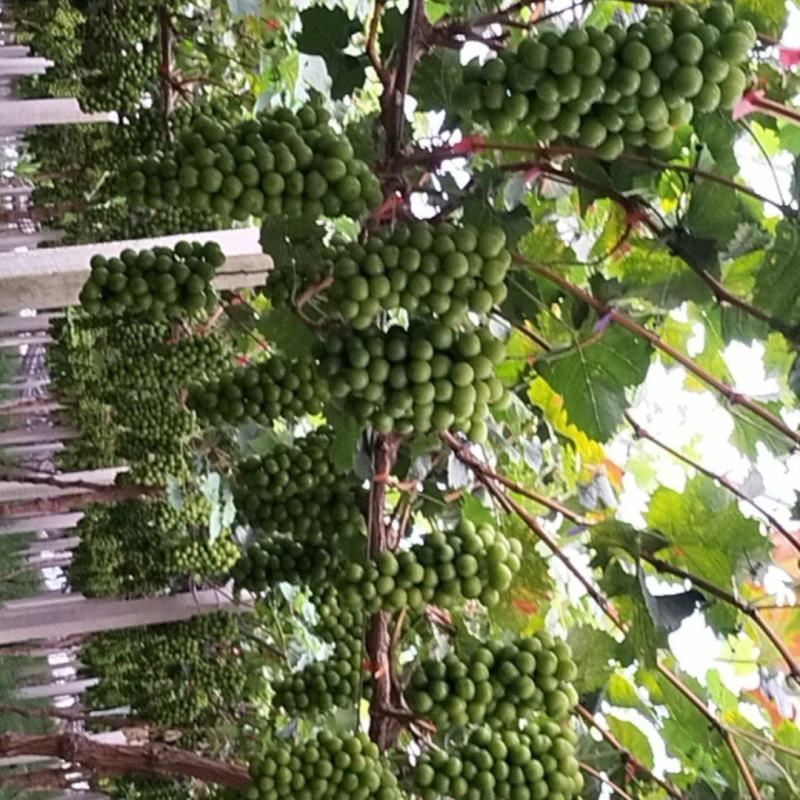 阳光玫瑰
