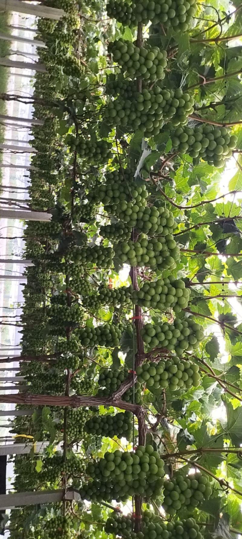 阳光玫瑰