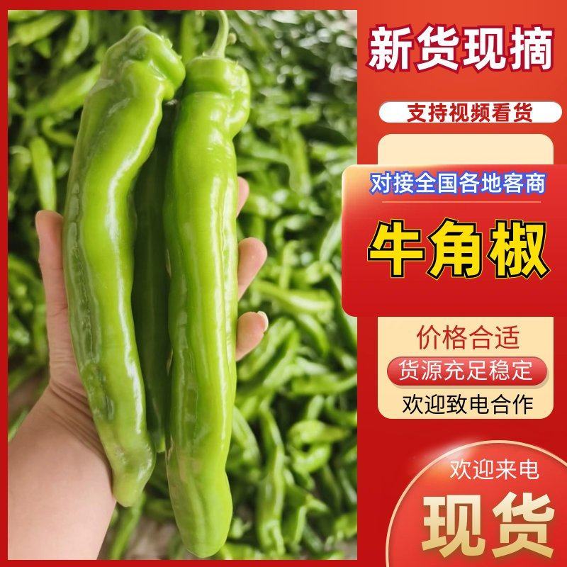 【品质保障】陕西牛角椒基地直供对接全国批发电商商超