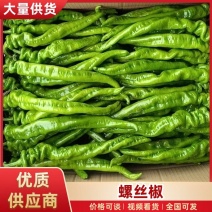 【量大优惠】陕西螺丝椒品质保障对接全国批发电商商超