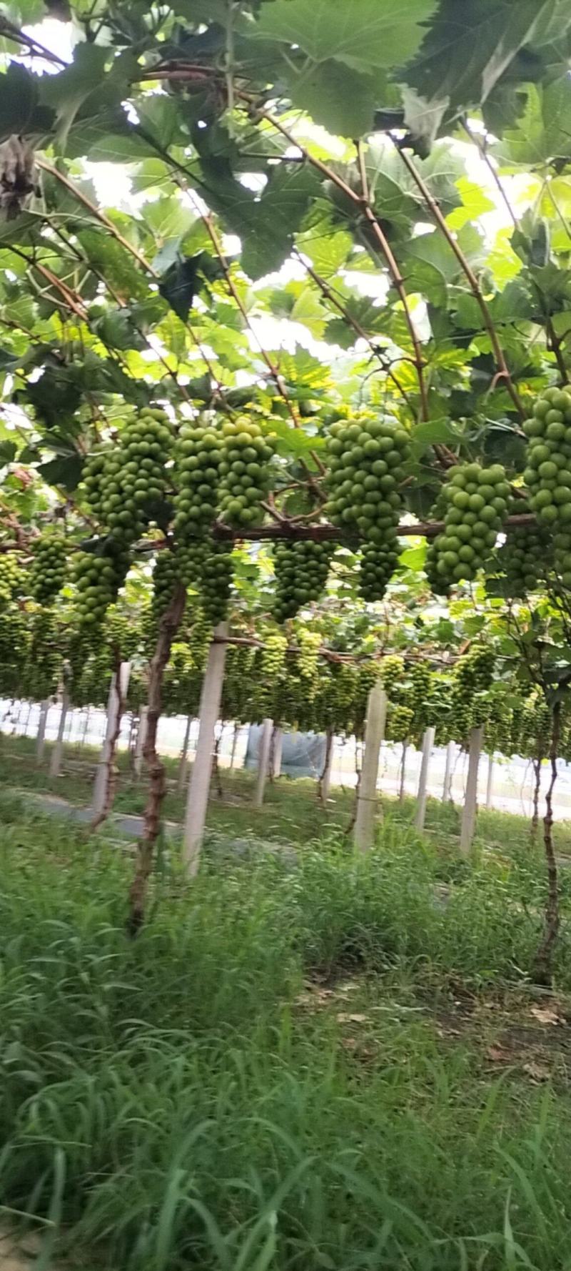 精品瓜果