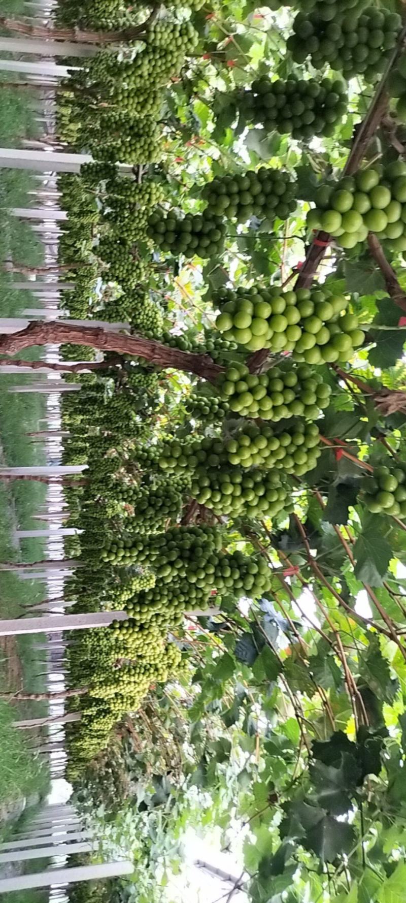 精品瓜果