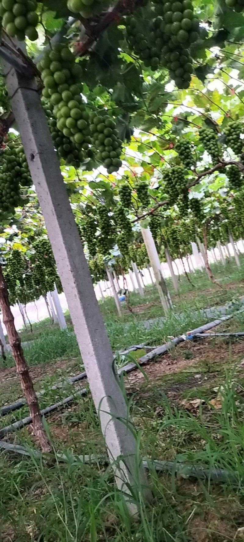 精品瓜果