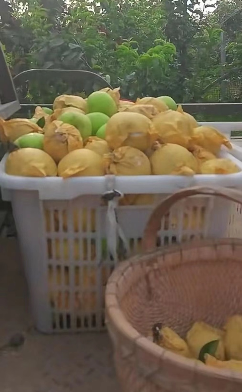 砀山梨
