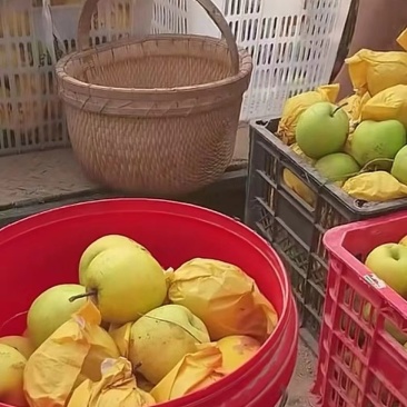 砀山梨
