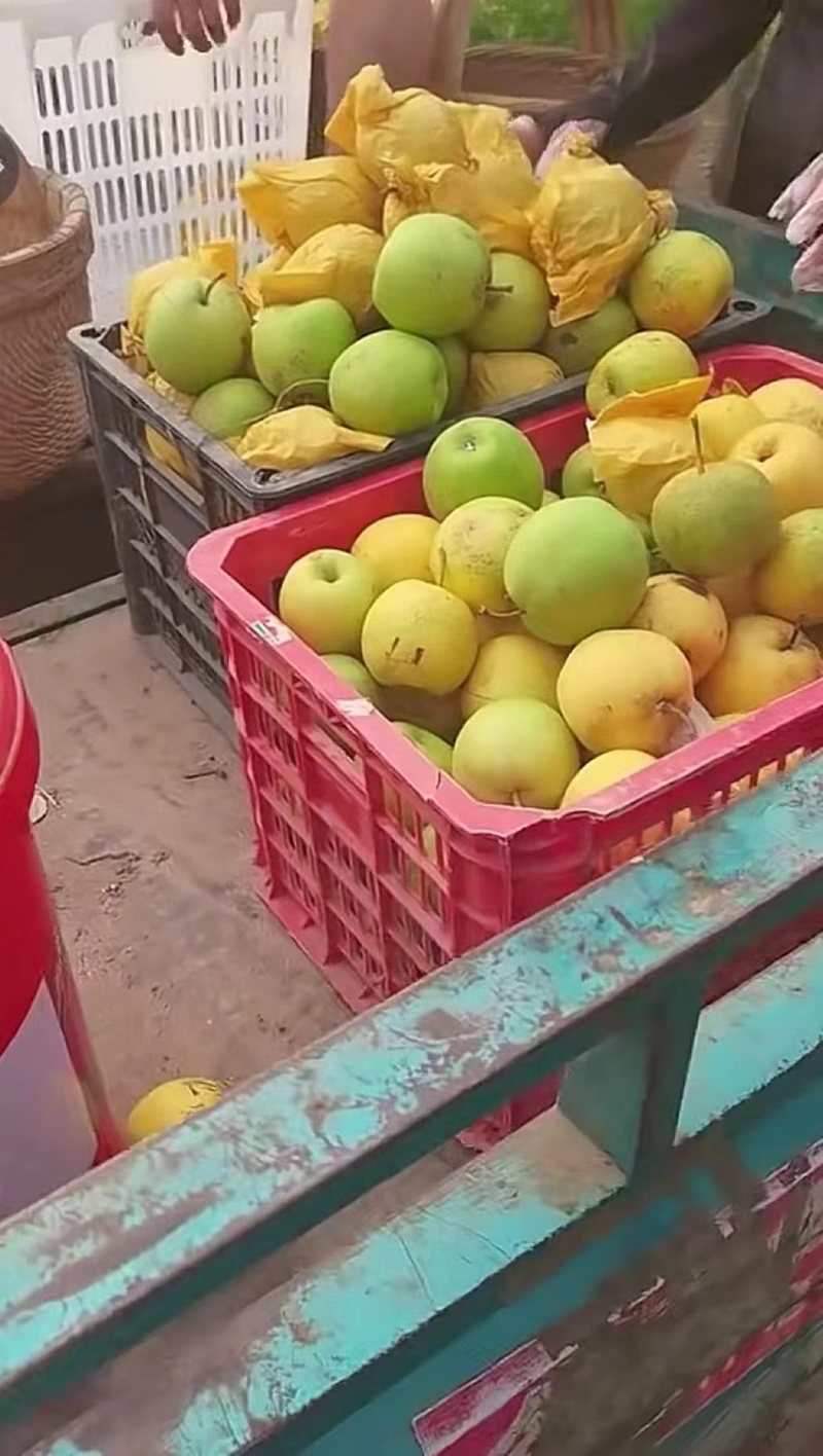 砀山梨