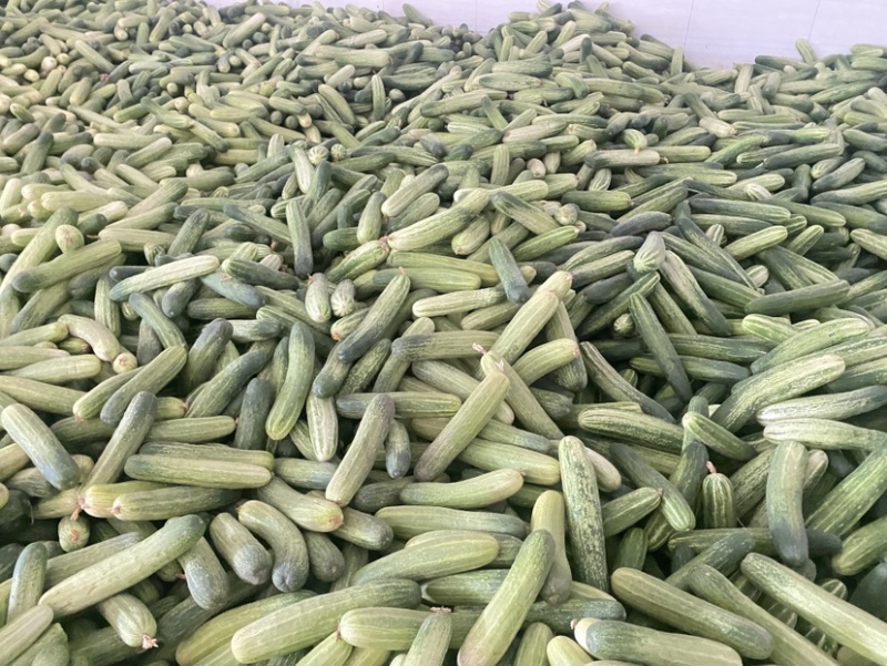 利川富硒旱黄瓜