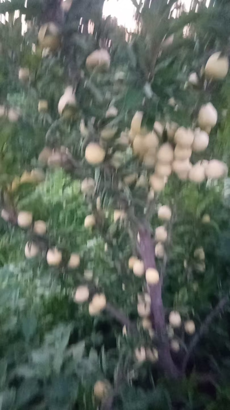陕西黄金西梅联系电话***********