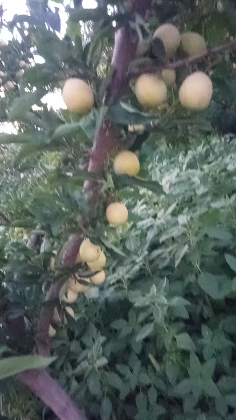 陕西黄金西梅联系电话***********