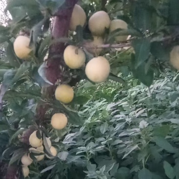 陕西黄金西梅联系电话***********