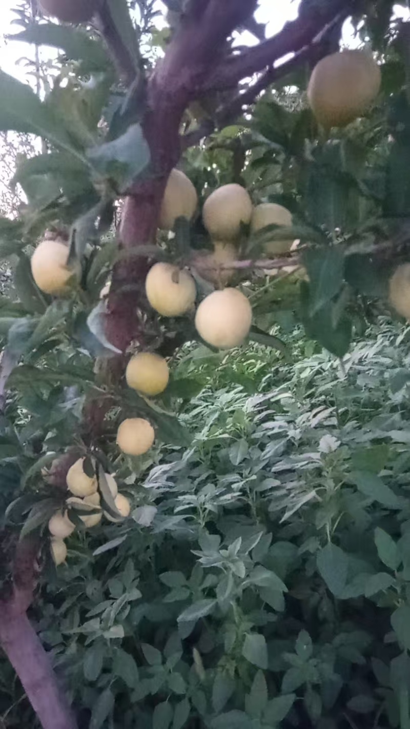 陕西黄金西梅联系电话***********