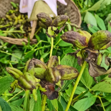 芍药豆荚