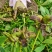 芍药豆荚