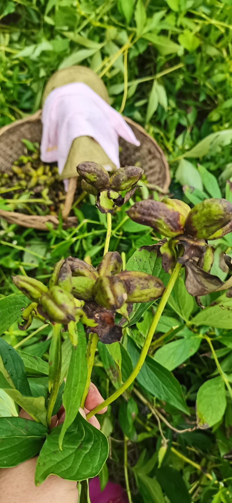 芍药豆荚