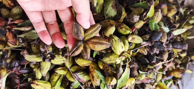 芍药豆荚
