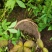 芍药豆荚