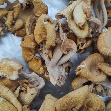 东北长白山特产榆黄蘑干鸡油菌黄金菇黄丝菌煲汤