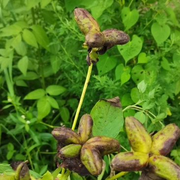芍药豆荚