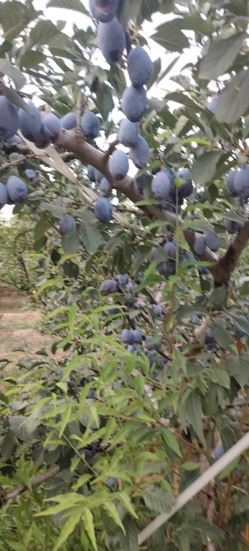 西梅李子