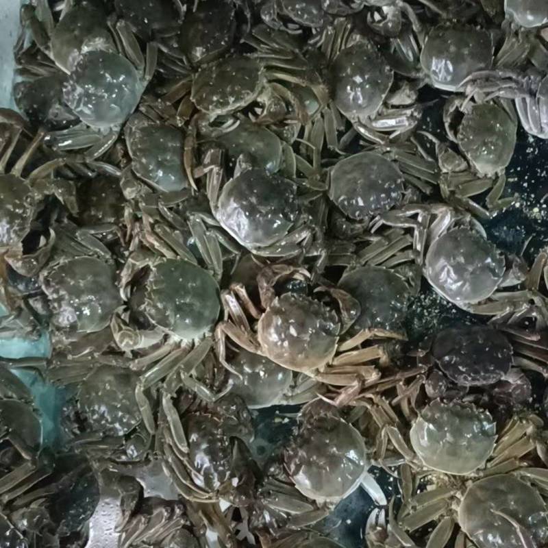 《稻田蟹》辽宁盘锦河蟹基地直发，什么规都有供团购电商。