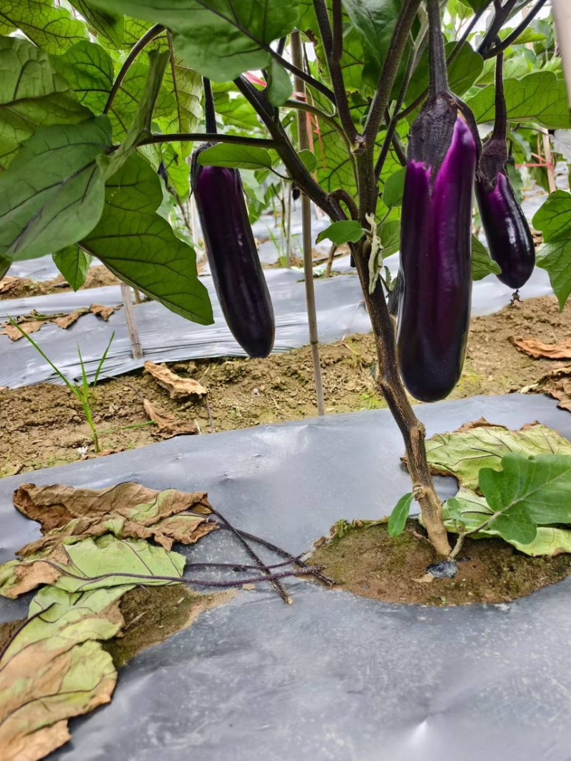 精品烧烤茄中茄子，产地一手货源，大量供应市场、超市、电商