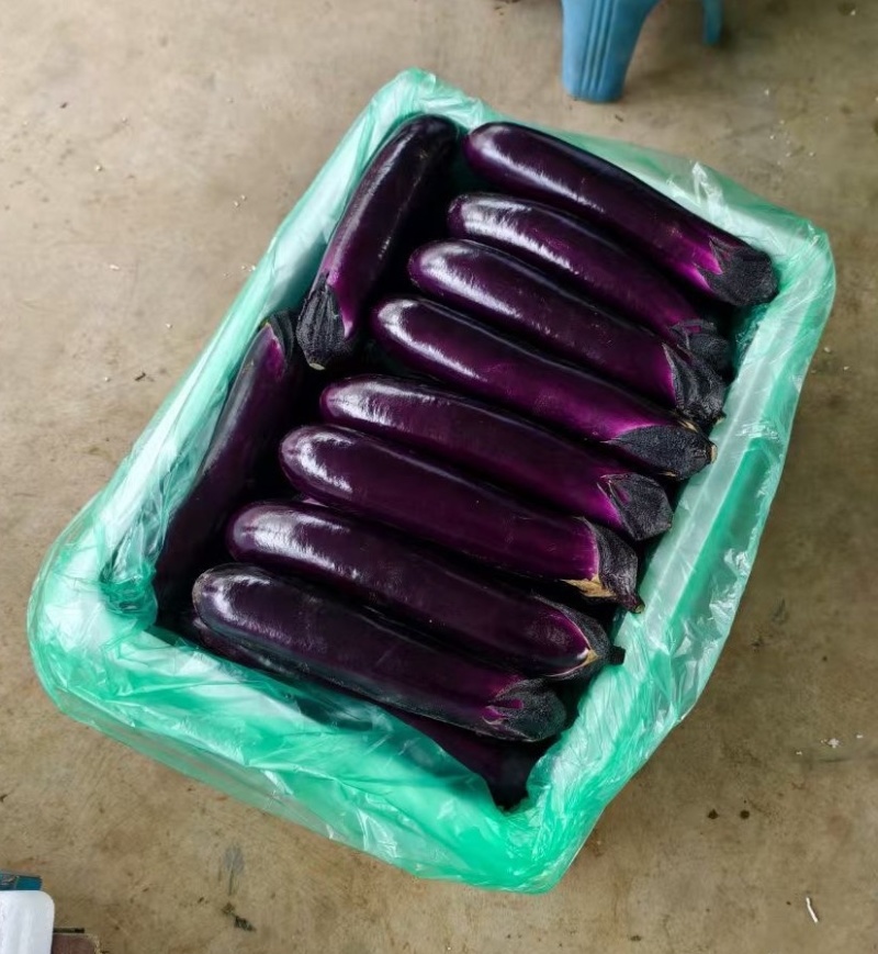精品烧烤茄中茄子，产地一手货源，大量供应市场、超市、电商