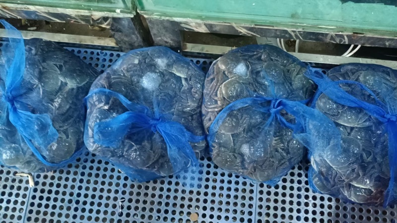 《稻田蟹》辽宁盘锦河蟹基地直发，什么规都有供团购电商。
