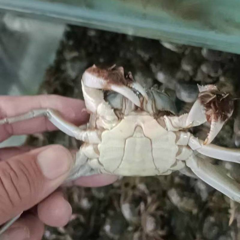 《盘锦河蟹》规格齐全基地直发对接全国，可供用电商，团购