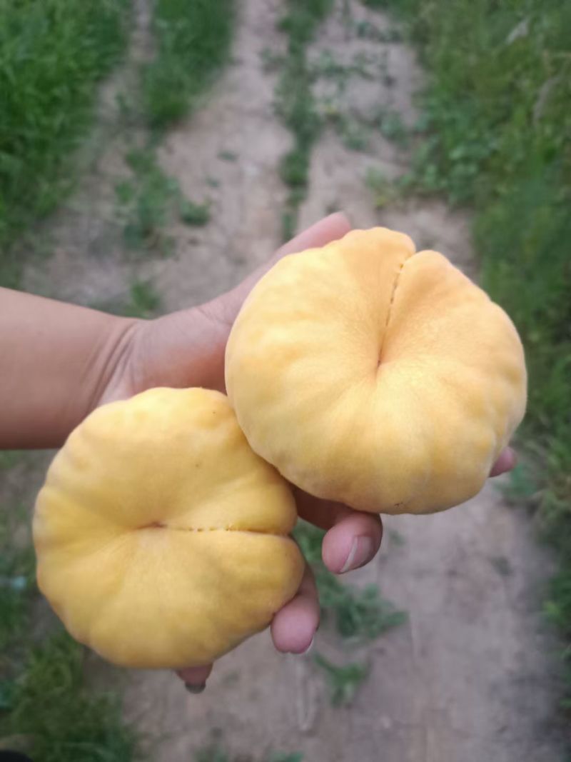 陕西中蟠十一，大量供应中